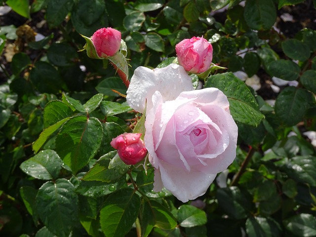 ורדים בלונדון