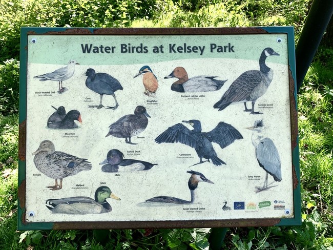 13 סוגים של עופות מים ועוד הרבה בעלי חיים ועצים עתיקים. קלסי פארק בדרום לונדון