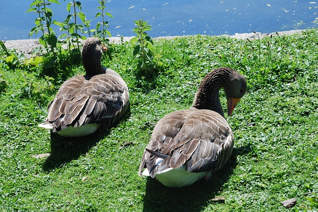 ברווזים בפארק סנט ג'יימס