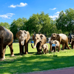 עדר הפילים - מבט מרחוק