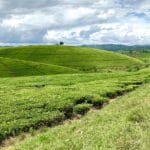 שדות תה במערב אוגנדה, שצילמתי בדרך לחתונה של קרוב משפחה של אשתי