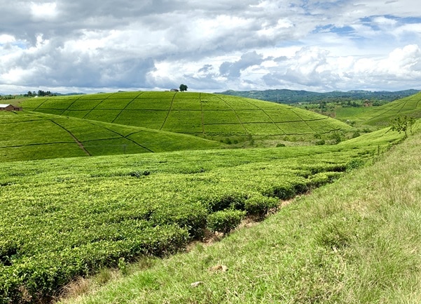 שדות תה במערב אוגנדה, שצילמתי בדרך לחתונה של קרוב משפחה של אשתי