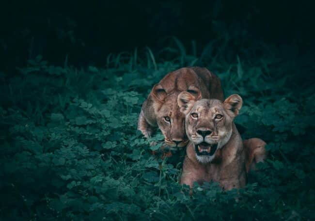 תמונה מתוך תערוכת wildlife photographer of the year