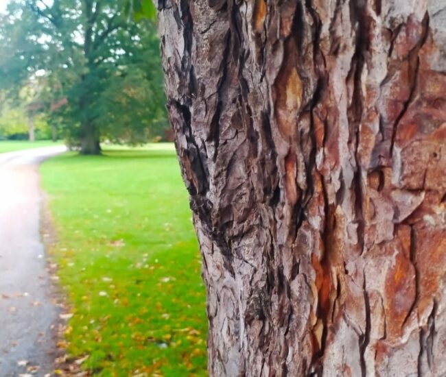 הליכה בפארק. תמונה: יואב אבני